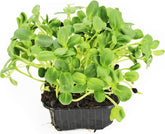Micro-feuilles de Tournesol en pot BIO (Polonais) (1 pièce)